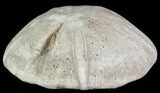 Jurassic Sea Urchin (Clypeus plotti) - England #65841-1